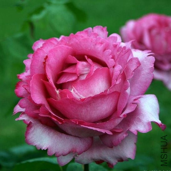 伊芙�?��1.jpg