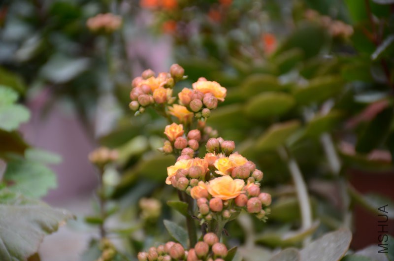DSC_2419.JPG