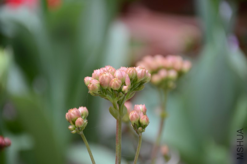 DSC_2422.JPG