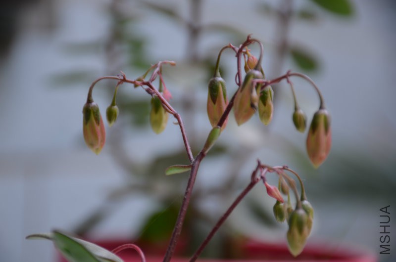 DSC_2439.JPG