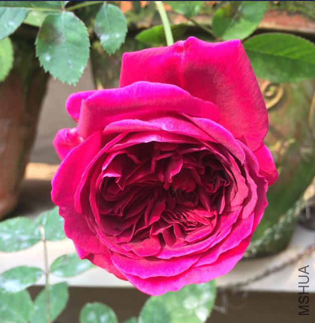 ��ͷ̫���������������