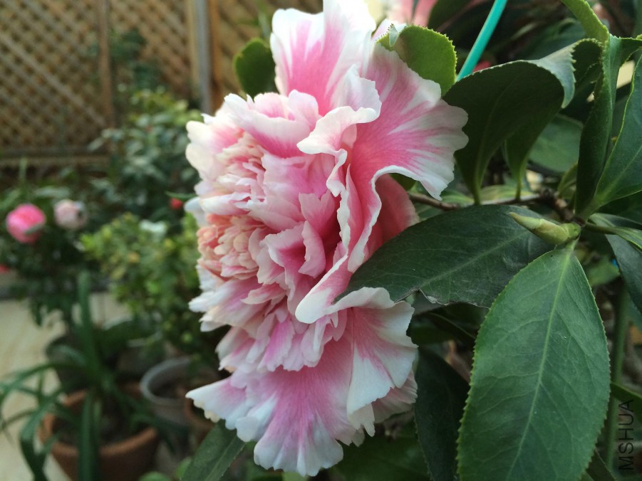 ��Ƭ 033.jpg