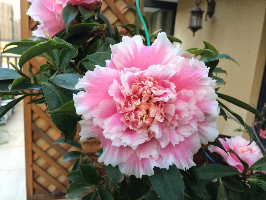 ��Ƭ 027.jpg