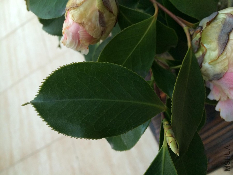 ��Ƭ 039.jpg