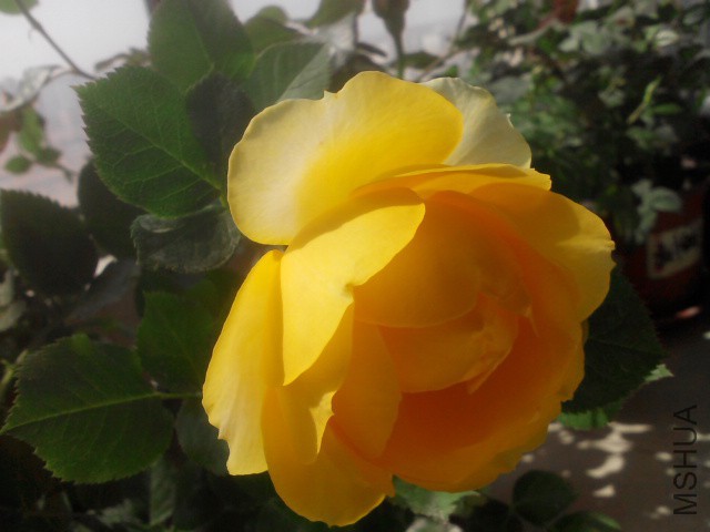 IMG_20160328_112745.jpg