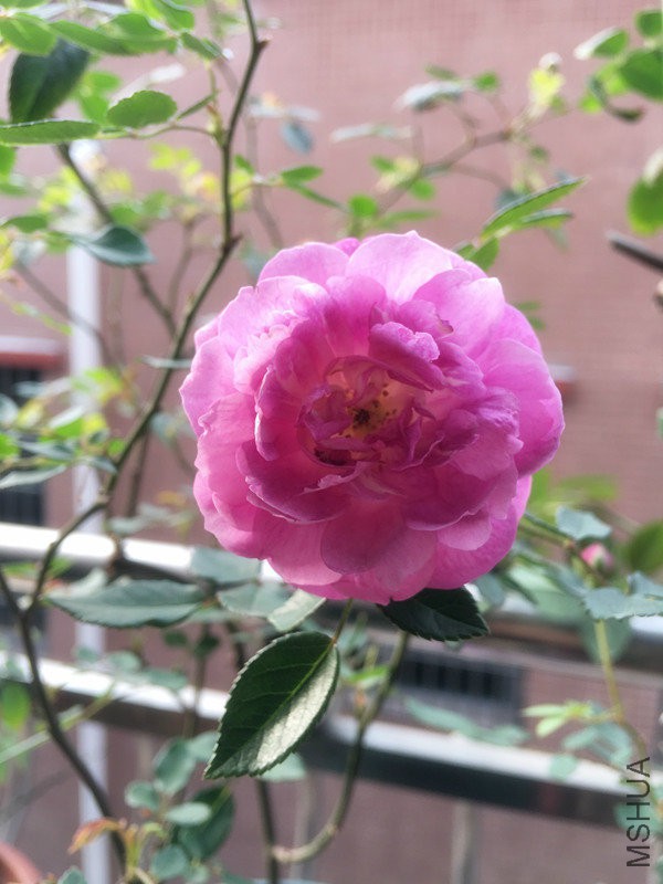 �鼧������������