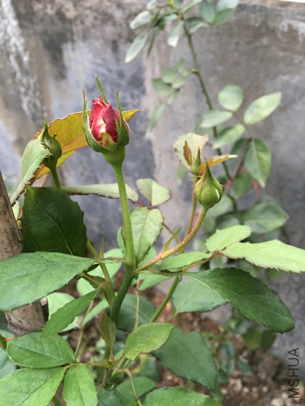 5ͷ�����������