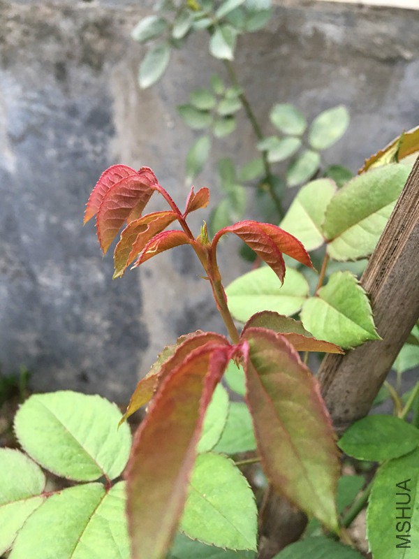 Ī����֦�����л����ˣ������Ǽ�ͷ����