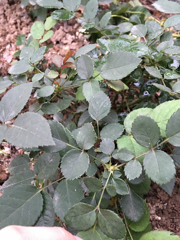 Ī�Σ����ǲ��Ǵ�˵�е�ä֦��