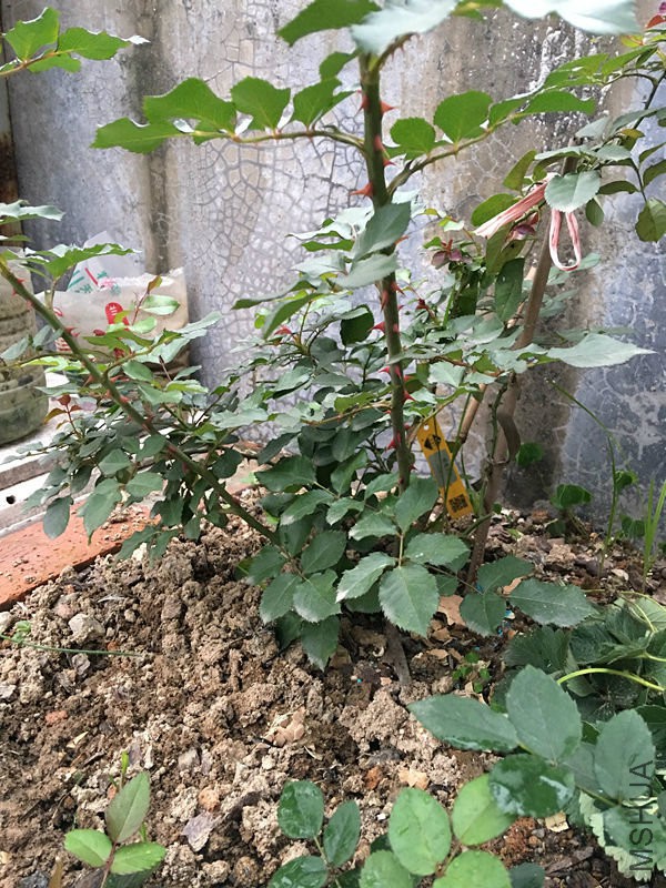 ���۽��ǵ���ô֣������1.5�׸���