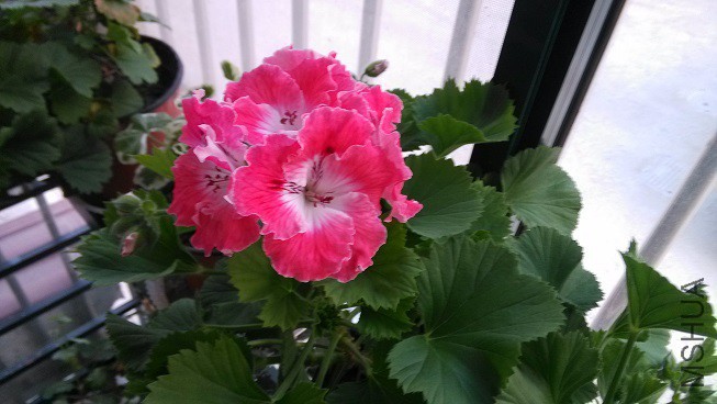 IMG_20160327_175634.jpg