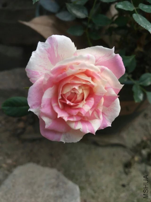 ���ɶ��� ����Ī��Ŷ