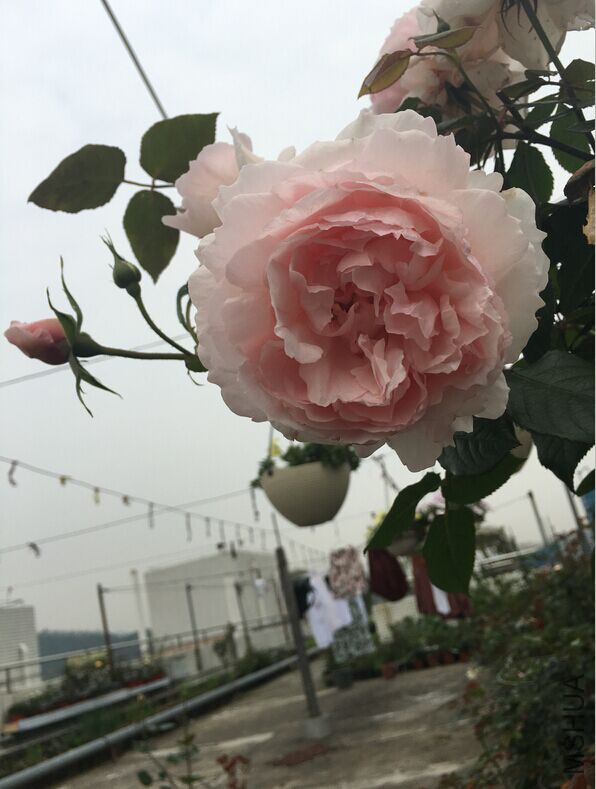 QQͼƬ20160329144125.jpg
