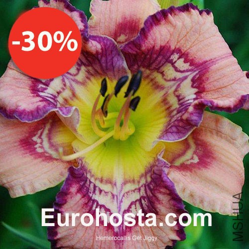 hemerocallis_get_jiggy_1a.jpg