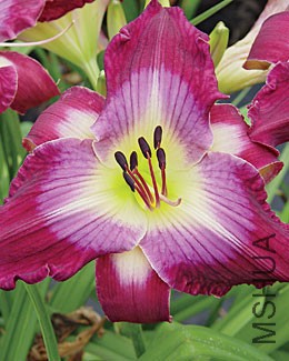 3967_l.jpg