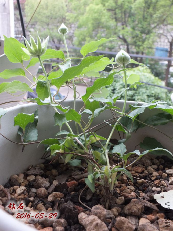 16.3.28�� 001_����.jpg