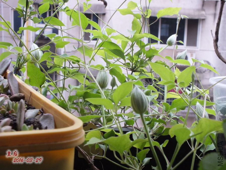 16.3.28�� 007_����.jpg