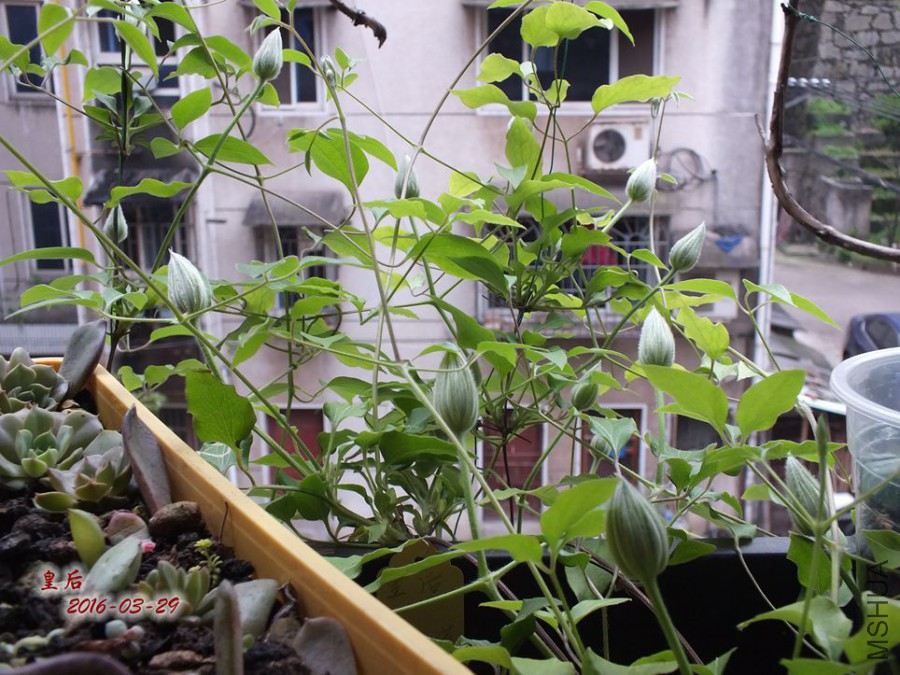 16.3.28�� 008_����.jpg