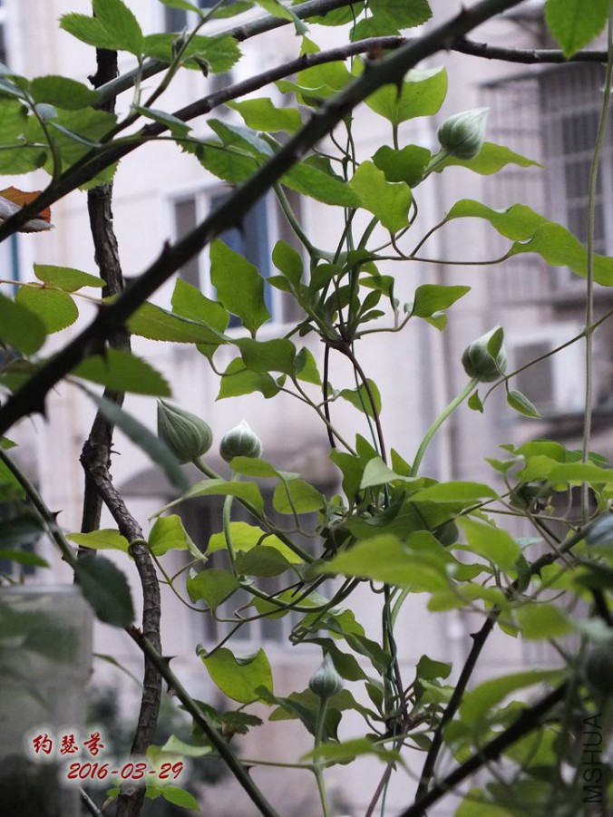 16.3.28�� 015_����.jpg