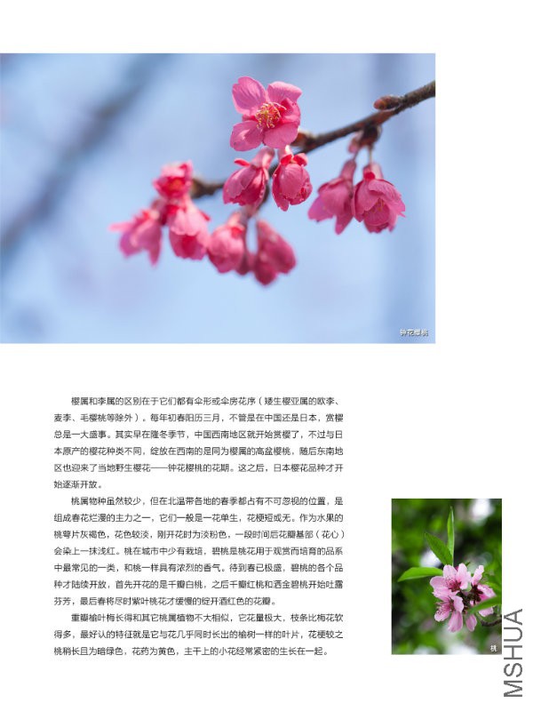 花也�