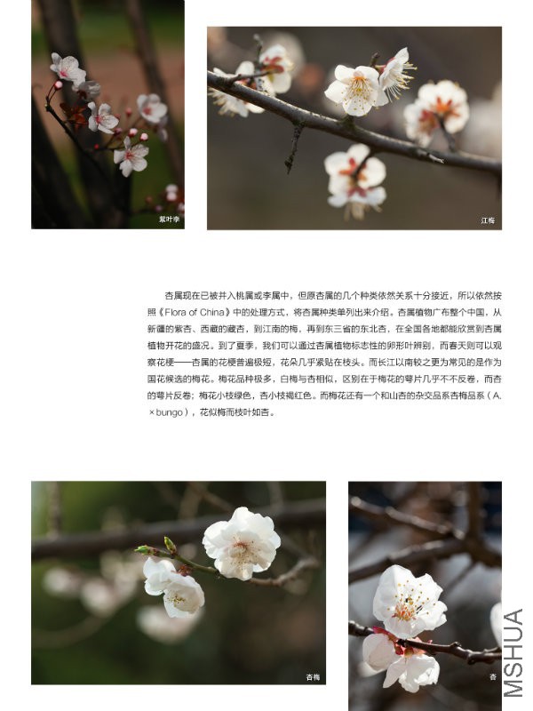 花也�