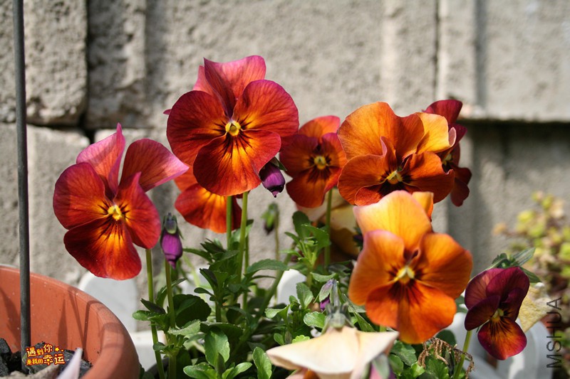 ��Ƭ 010_����.jpg