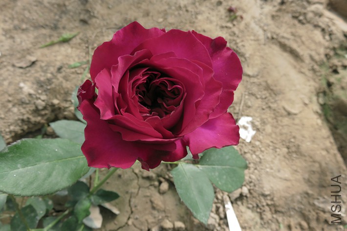IMG_9280.JPG