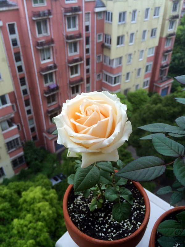����ѩɽ