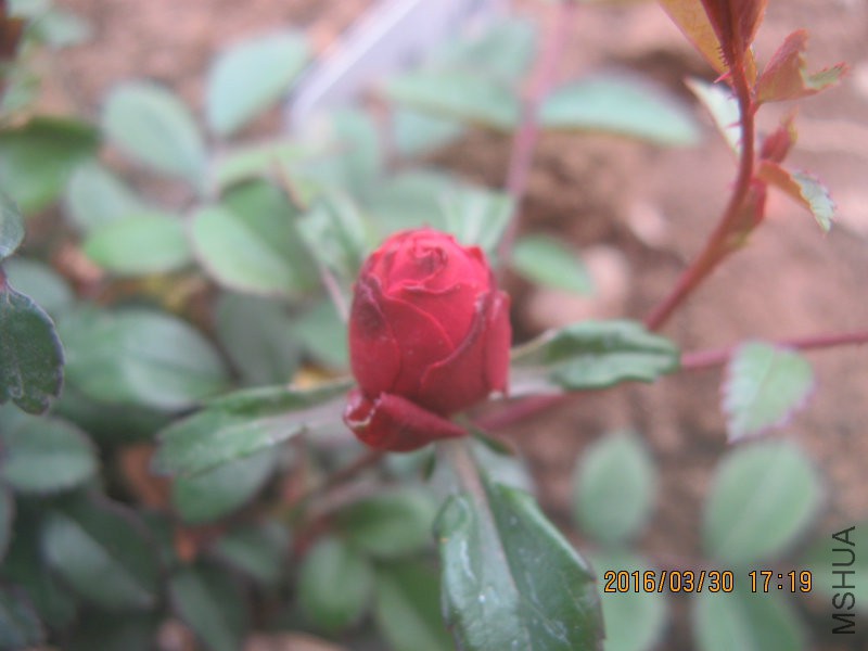 IMG_7255.JPG