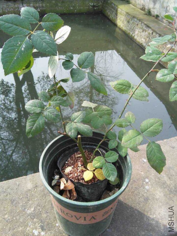 2016-02-06 102108.jpg