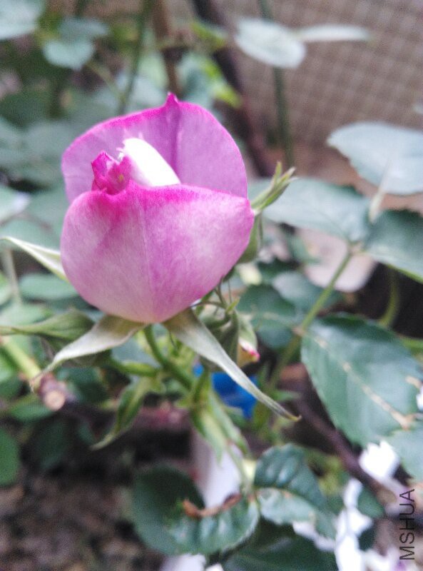 IMG_20160330_173621.jpg