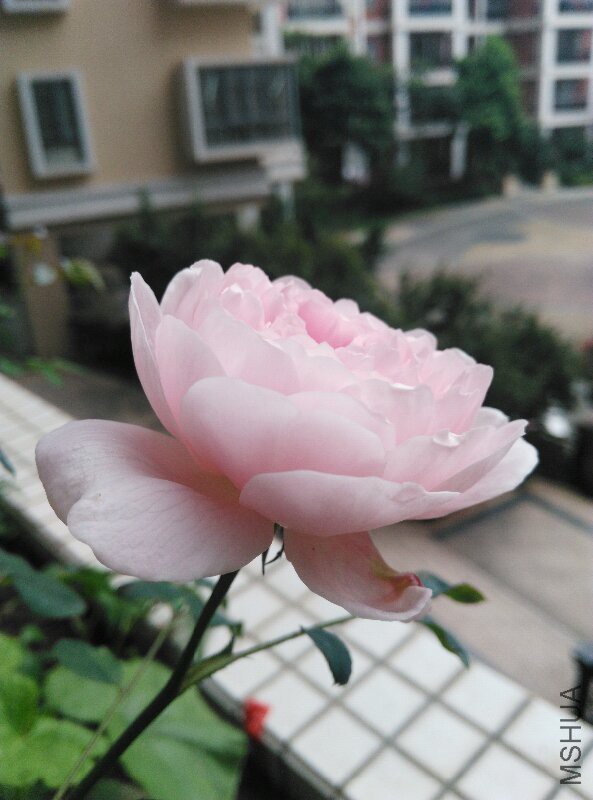IMG_20160330_173718.jpg