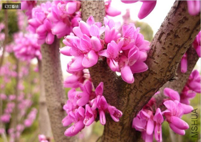 �Ͼ��������Ͼ�����ԭ�����й�����ϲ�����գ���һ�����ͺ��ԡ�ϲ���֡���ˮ���õ������������͡�������ǿ�� ...