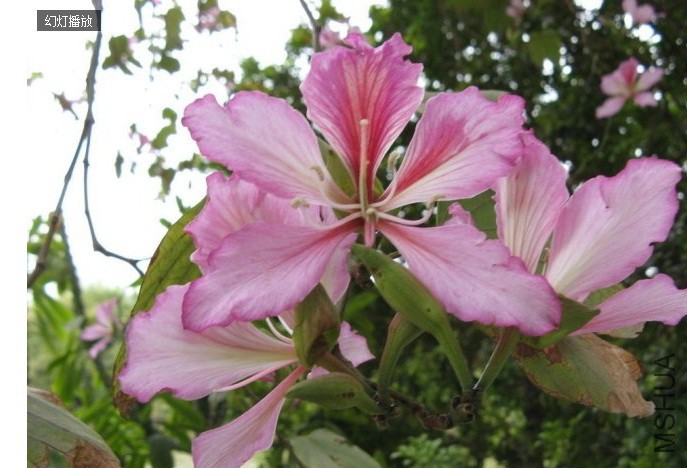 ����Ǹۻ��Ͼ������ֽк컨����׻������Ͼ���Ϊ��ľ�����������ľ����֦�϶࣬Ҷ���ʣ�ҶƬ��Բ�Ρ����� ...