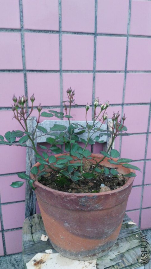 QQͼƬ20160331100702.jpg
