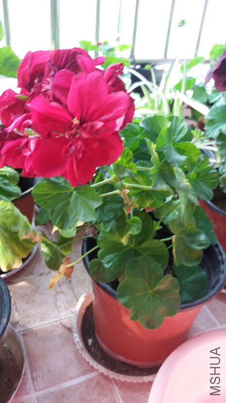 20160330_085511.jpg