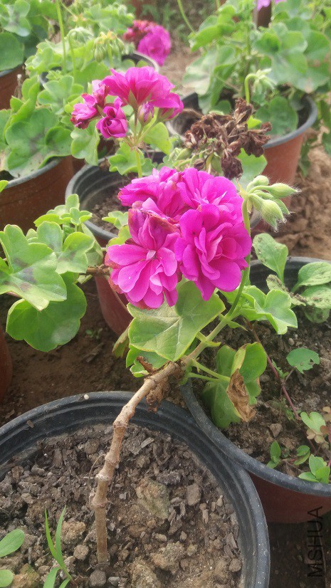 20160324_163654.jpg
