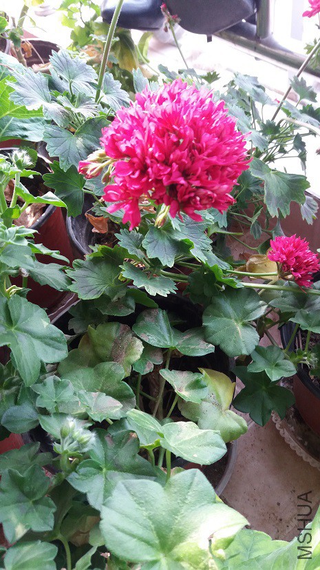 20160330_085353.jpg