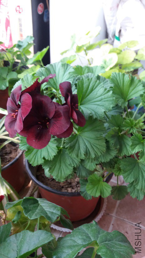 20160330_085446.jpg