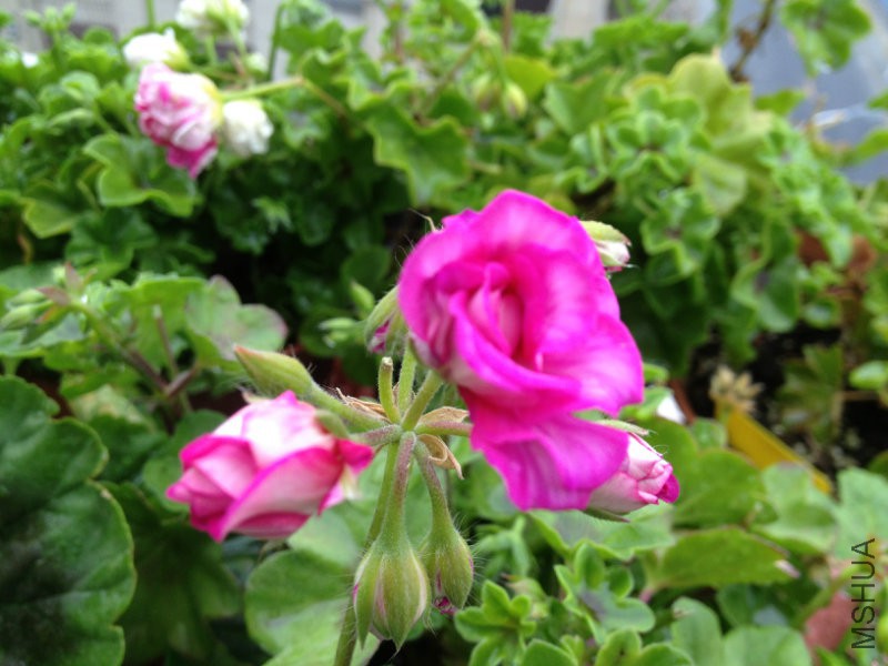 120255f0pmx4jxx66vcpxm.jpg