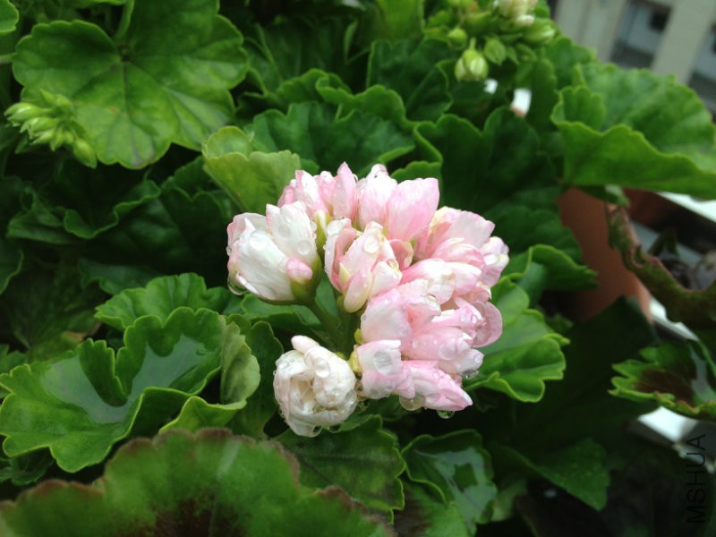 120316uzg9h6hveh6h9z71.jpg