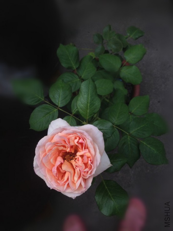 �о�