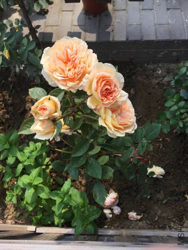 王�?20150428.jpg