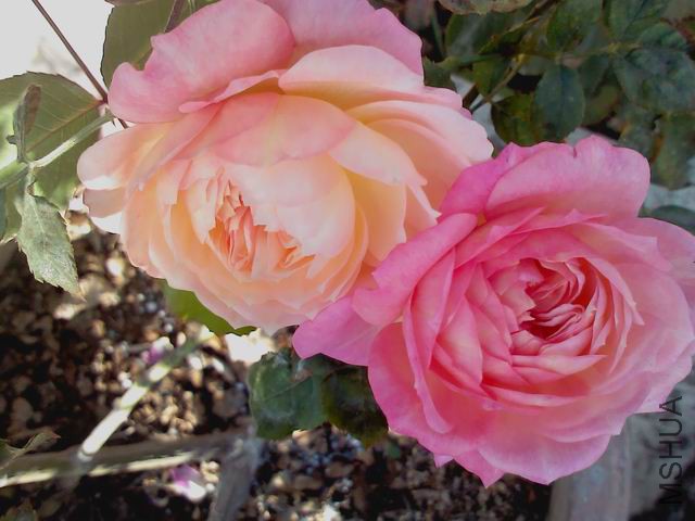 ������С IMG_20151218_124616_0.jpg