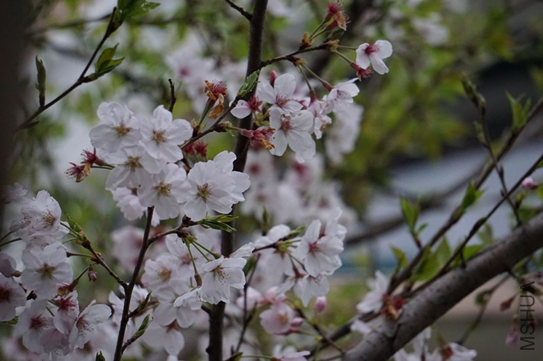 DSC01582_����.jpg