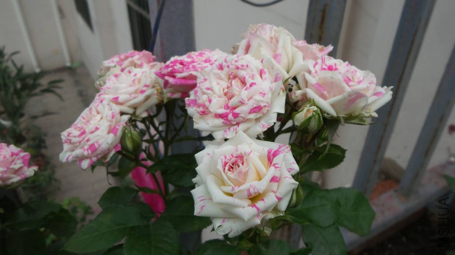 20150515_072620.jpg