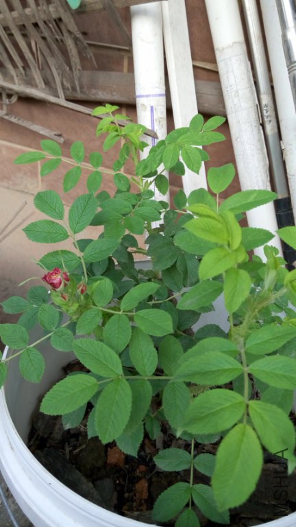 P60325-165757_432x768.jpg