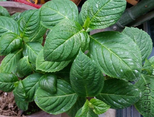 2016-03-31 18.06.56.jpg