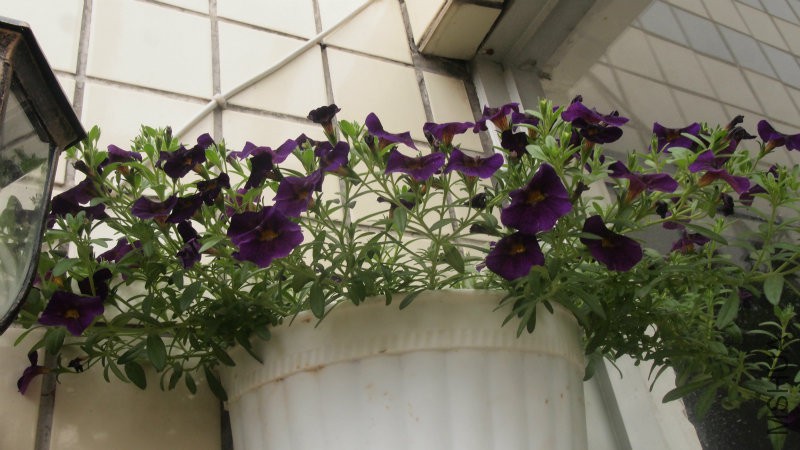 ����ɫ��С��