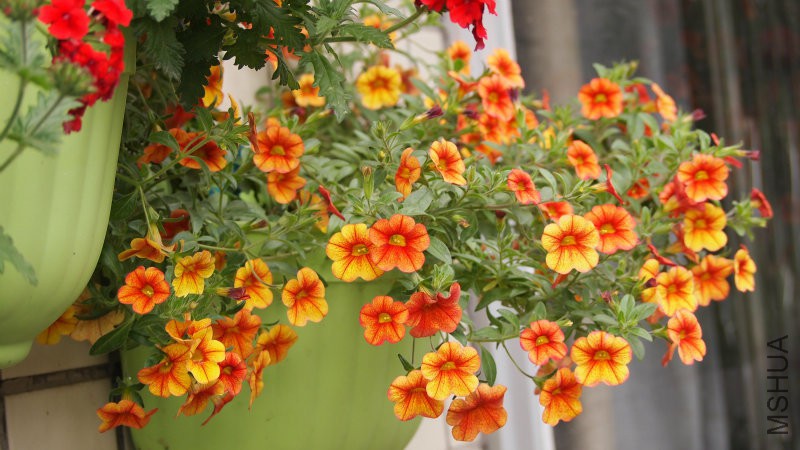 ��ϲ����С�����ɫ